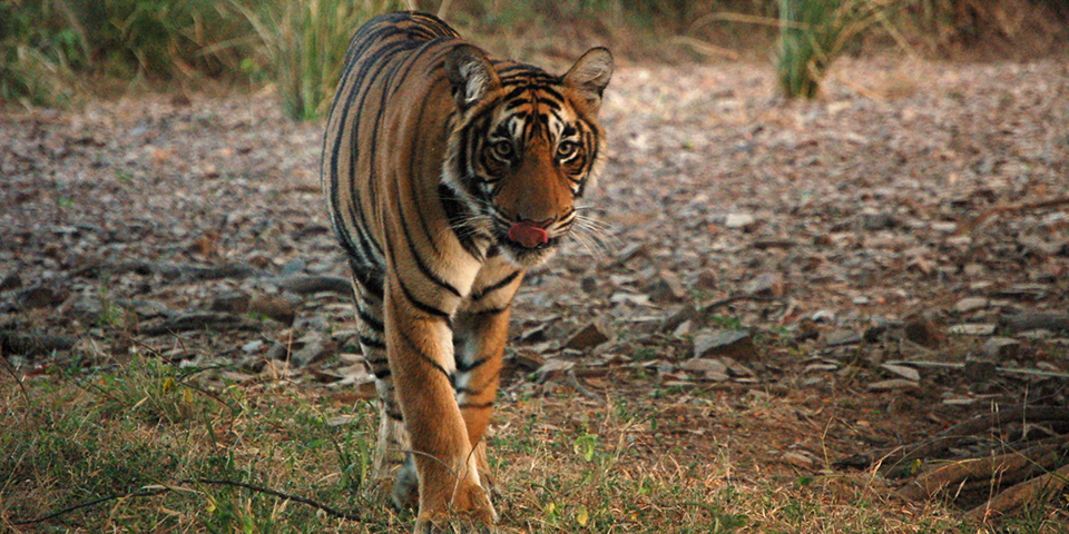 Текст the bengal tiger. Картина сафари животные. Тигры ходят тихо. Тигр защитник фото. Тигр и Дефендер.